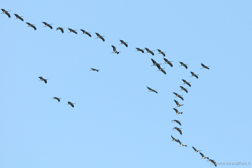 57030 Grus grus (Gru cenerina).jpg